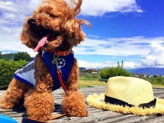 風を感じるコアくん