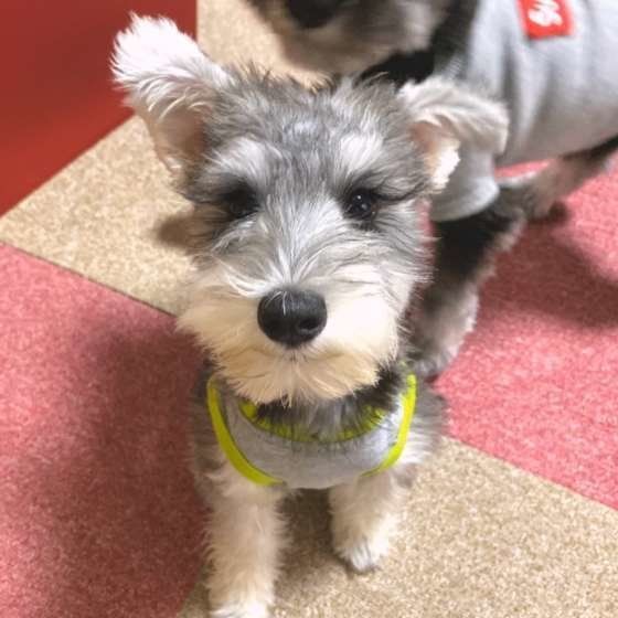 犬の食事を変えたきっかけはナニ?