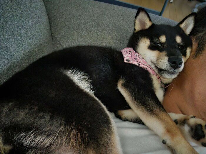 飼い主さんにくっつくつむぎちゃん