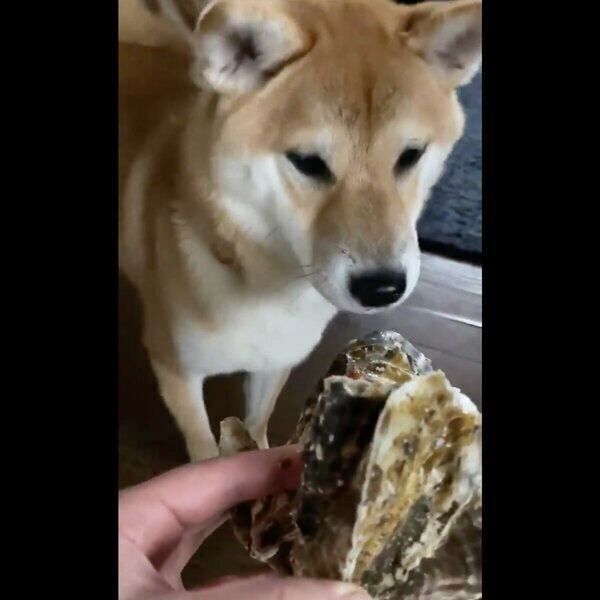 牡蠣のニオイを嗅ぐはなちゃん