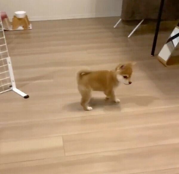 玄関の場所を探すたまちゃん