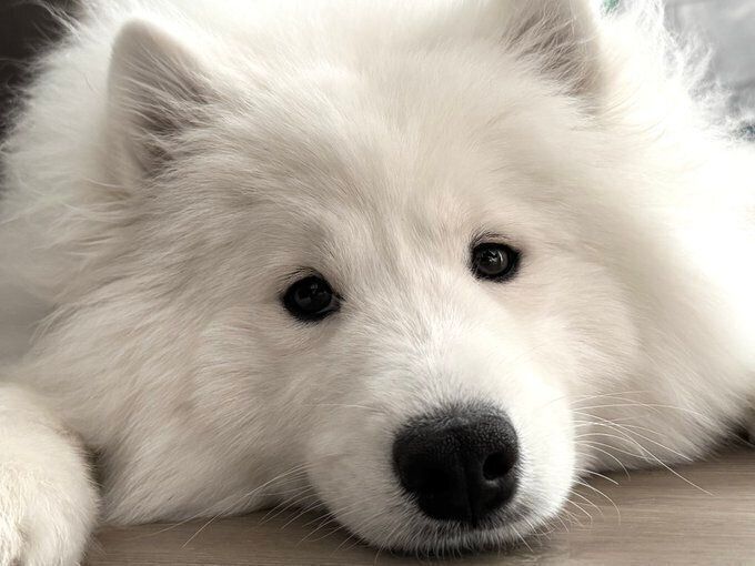 まったりするサモエド