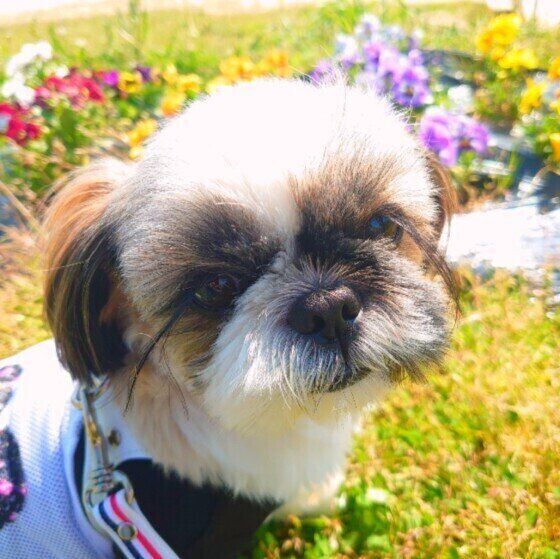 犬の体をかくと後ろ足をバタバタさせるのはなぜ 獣医師に聞いた いぬのきもちweb Magazine