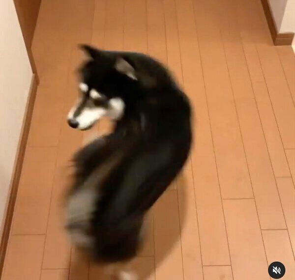 クルクル回る豆太郎くん