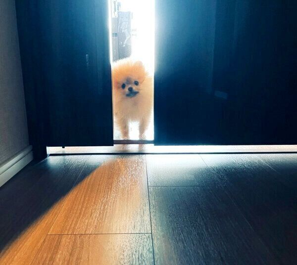 見つめるミサイルちゃん