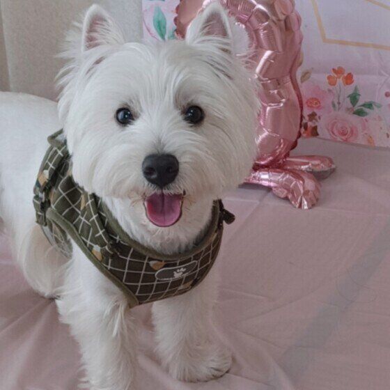 笑顔のワンちゃん♪