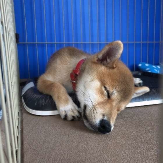 昼寝をする柴犬