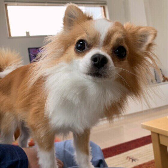 チワワのきなこちゃん