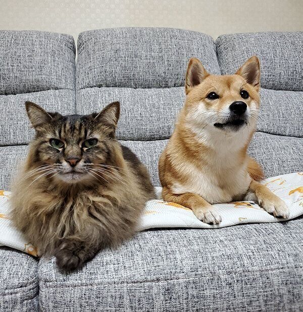 おばあちゃん猫のハナちゃん、豆柴のなつちゃん
