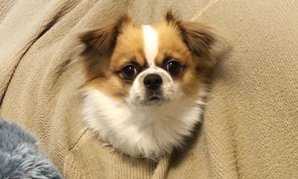 見つめる犬