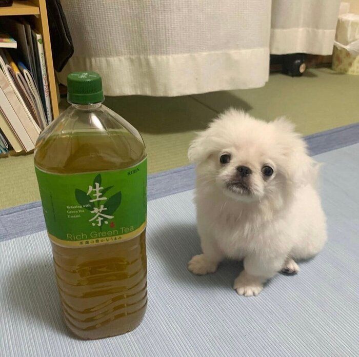 ペットボトルのお茶よりも小さかった3カ月の頃のぷっちくん。