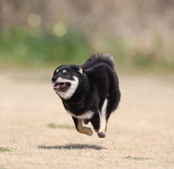 走る柴犬