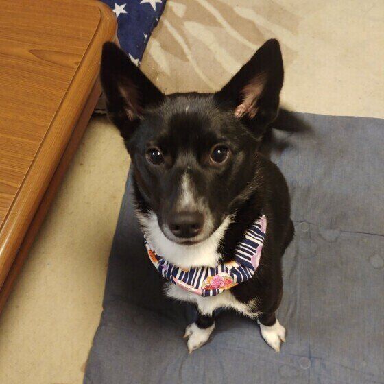 見つめる犬