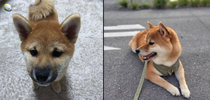 もなかくんの成長ビフォーアフター