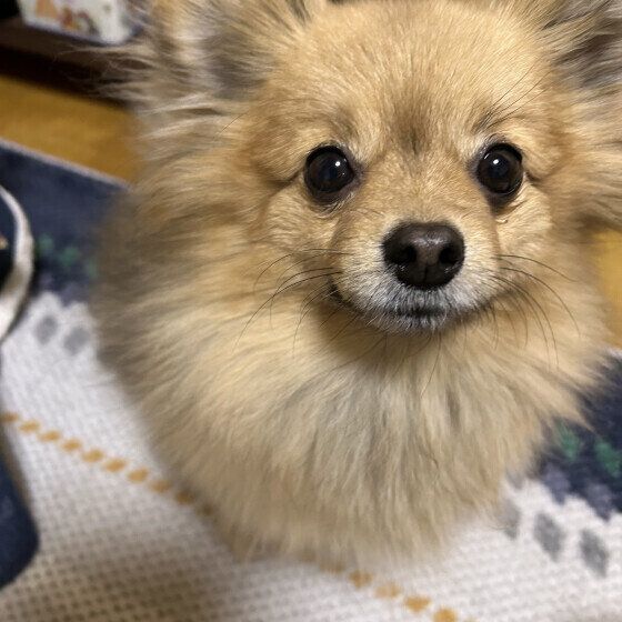 ごはん待ちのワンちゃん