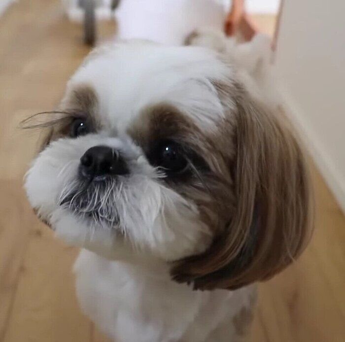 シーズー犬ページです♡ resized_41d0ef55-0b2c-4fd2-