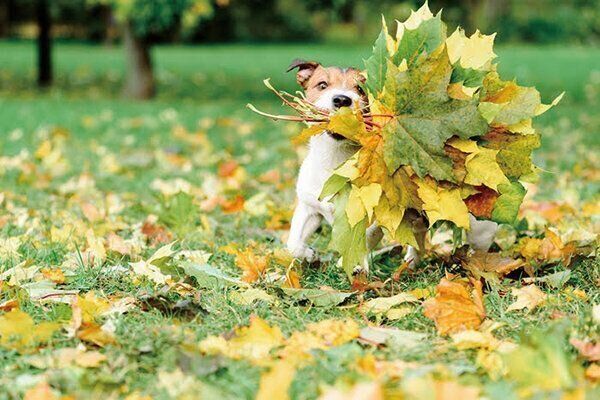 葉っぱをくわえる犬