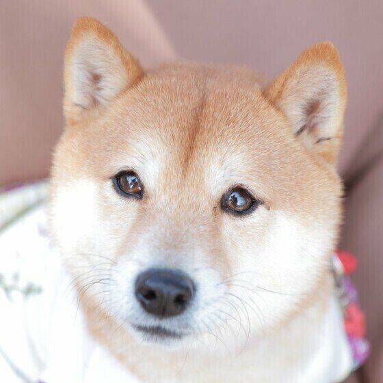 柴犬のよいちくん
