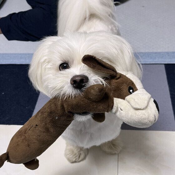 ぬいぐるみを咥えてお出迎えする犬