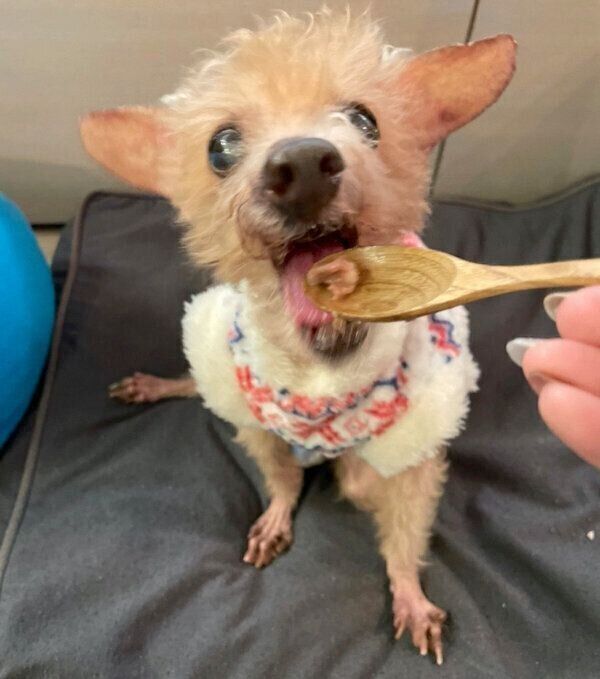 ごはんを食べるこむぎじいちゃん