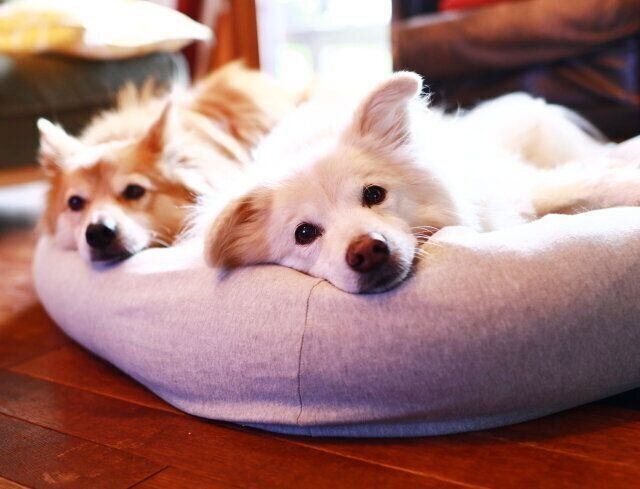 ˤ⤢ûҺɡڷ߷θΤϤʤ