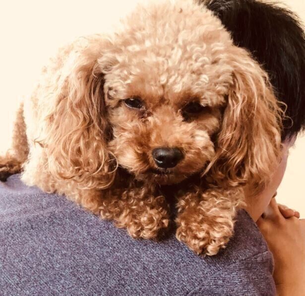 眠そうな犬