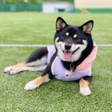 獣医師解説 犬のいびきは病気 病院に行くべき症状は いぬのきもちweb Magazine 獣医師解説 犬のいびきは病気 病院に行くべき症状は いぬのきもちweb Magazine