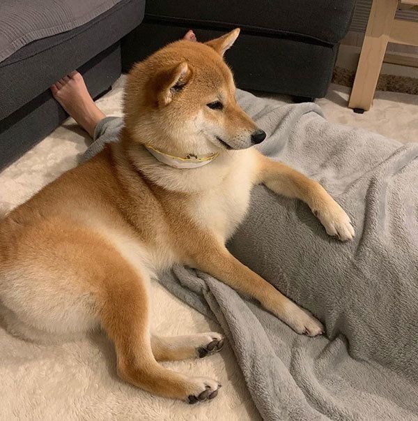 くつろぐ柴犬