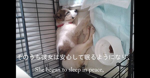 保護犬