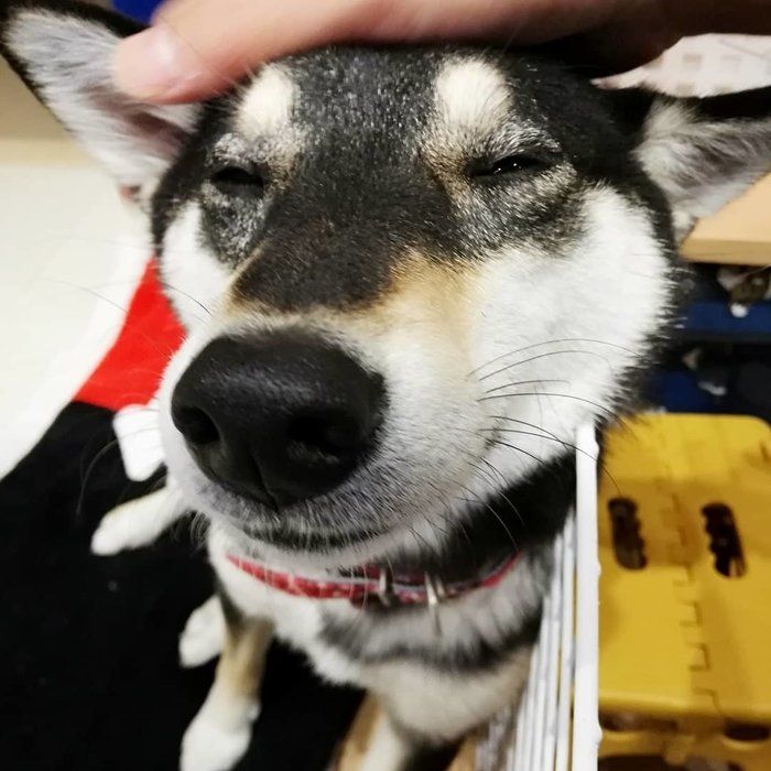てんちゃん