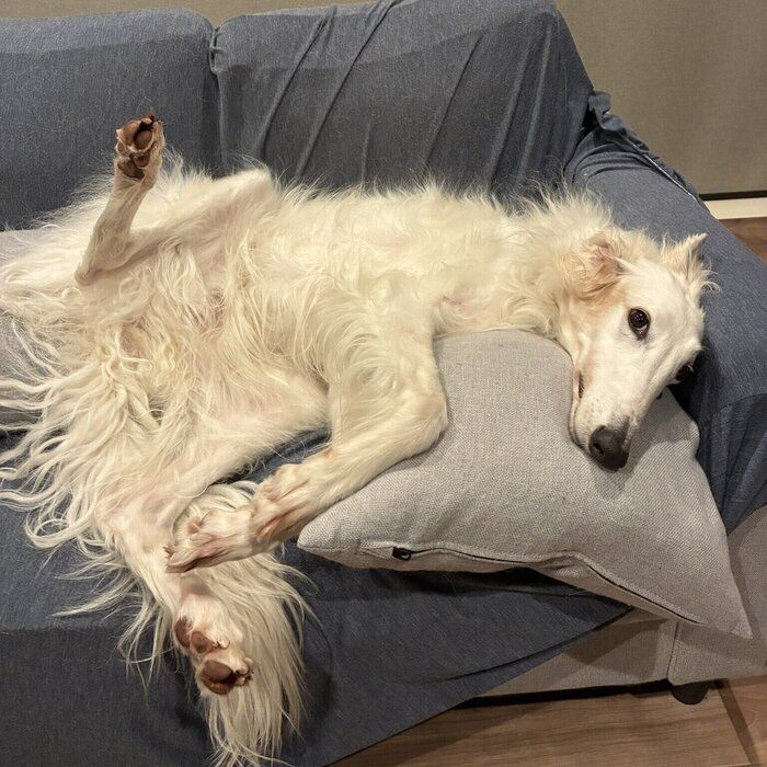 リラックスした様子のウオッカちゃん　まったりとした表情に癒やされる