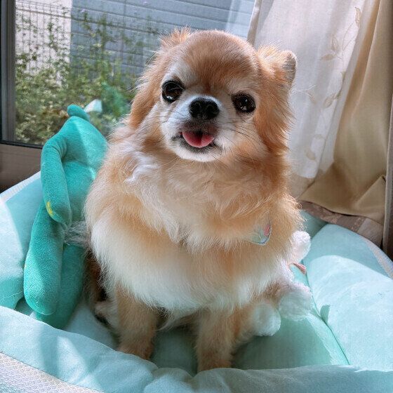 シニア犬が後追いをする理由と対応は？ 愛犬がずっとついてくる場合はどうすればいい？ いぬのきもち