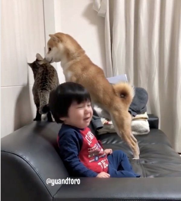 柴犬のゆうくんと猫のとろくん