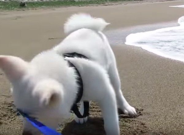 秋田犬