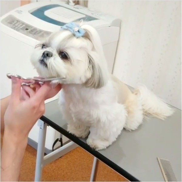喜びワンコ
