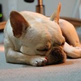 獣医師解説 犬のいびきは病気 病院に行くべき症状は いぬのきもちweb Magazine 獣医師解説 犬のいびきは病気 病院に行くべき症状は いぬのきもちweb Magazine