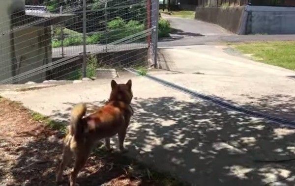 柴犬