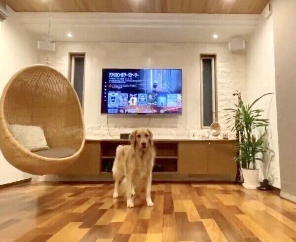 飼い主さんを見つめるこはるちゃん