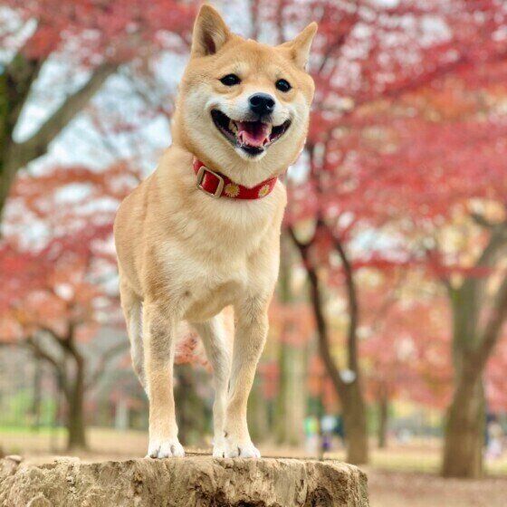 季節の変わり目は犬の具合が悪くなりやすい?その理由は? いぬのきもち