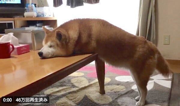 不思議な体勢で眠るロペさん