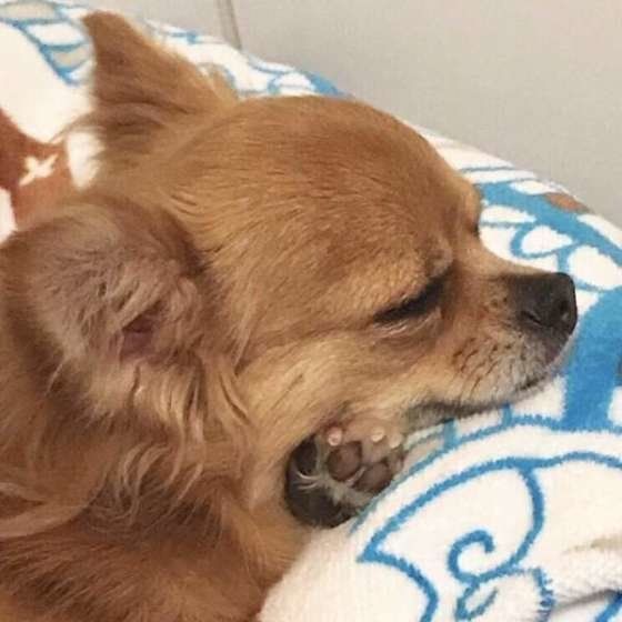 ナッツちゃん