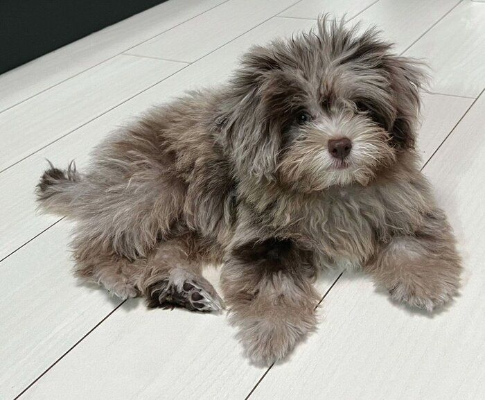 生後3カ月のころに撮影したちょこまるくん