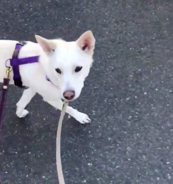 アイコンタクトをしながら、飼い主さんとのお散歩を楽しむハクちゃん