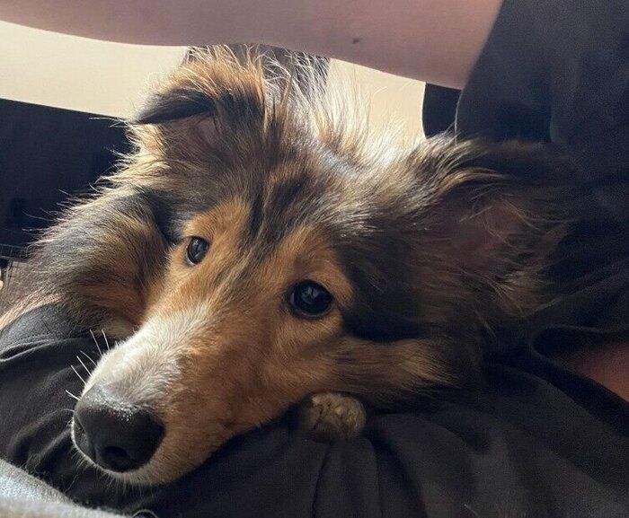 飼い主と添い寝をするシェットランド・シープドッグ