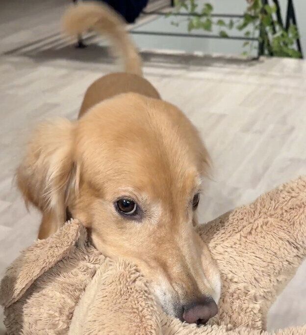 İ餷ԡǤʤ!?ֿ˱θͷӤͶäƤΤݡפʥǥȿ