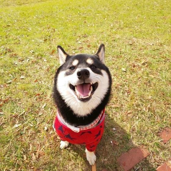 柴