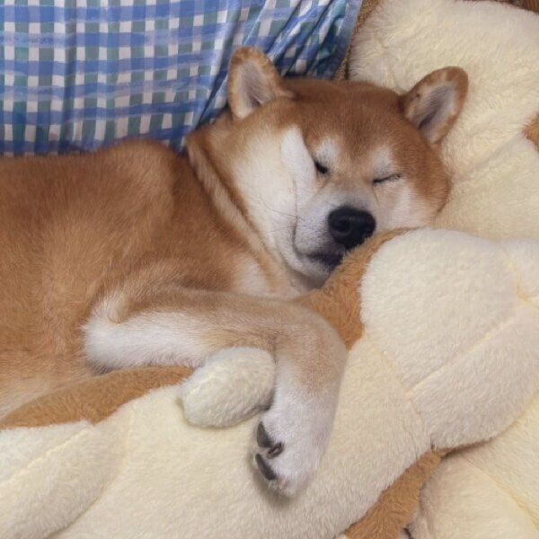 ぬいぐるみに抱きついて眠る豆次郎くん