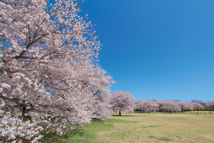 東京都 国営昭和記念公園 花見 桜