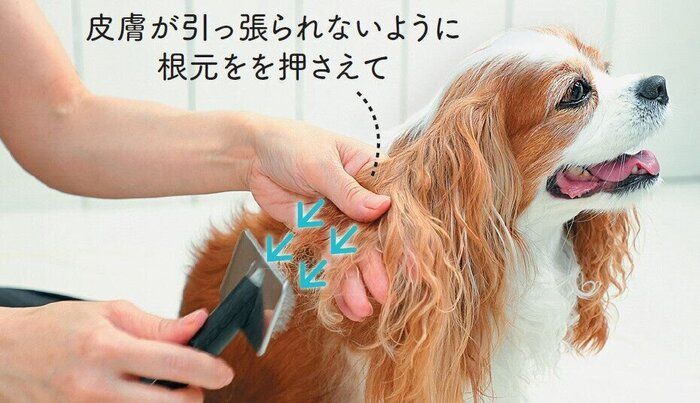 毛先にスリッカーブラシをかけられる犬