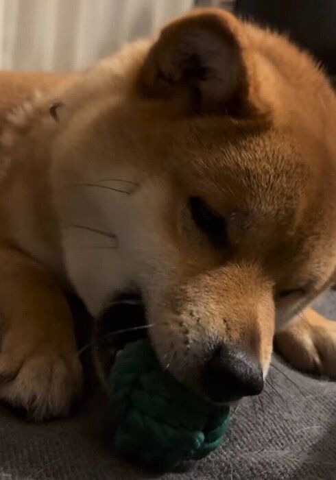 ��������ͷ�֤��޴ݤ���